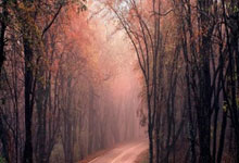 拜仁慕尼黑超级射手创造纪录